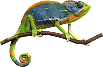 Chameleon Rent